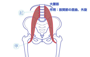 大腰筋１